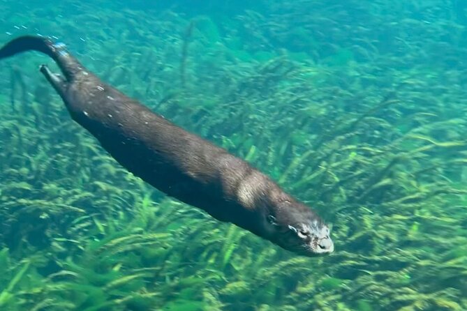 Silver Springs: Clear Kayaking Wildlife Tour - Families, older adults, and first-time paddlers