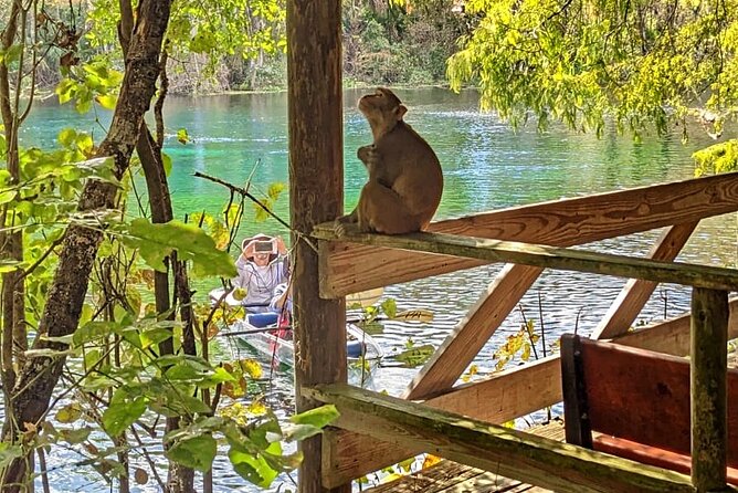 Silver Springs Jungle Kayaking and Paddleboarding - Why Silver Springs is worth paddling