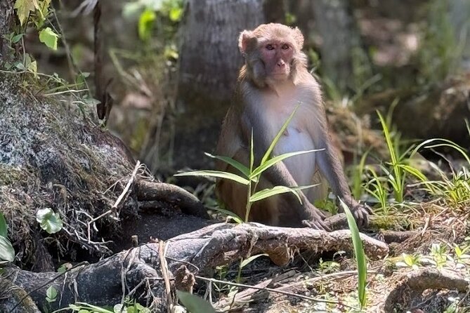 Silver Springs Jungle Kayaking and Paddleboarding - Timing, weather, and cancellation