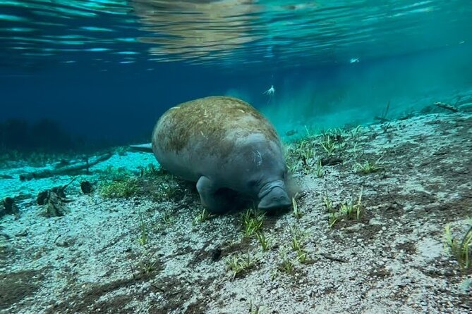 Silver Springs Jungle Kayaking and Paddleboarding - Small details that make the day easier
