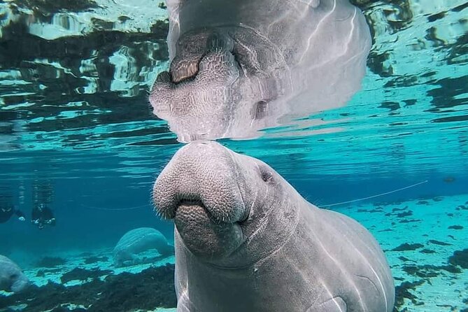 Silver Springs Manatee Kayak Tour - What Aaron adds to the outing