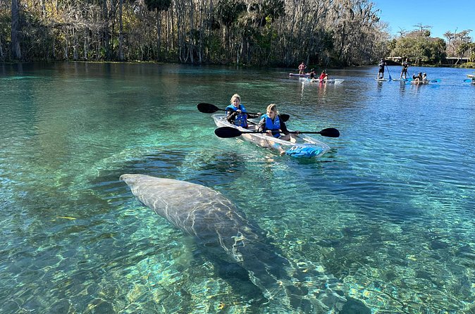 Silver Springs Self Guided Clear Kayak Rentals - Along the main river, watch above and below
