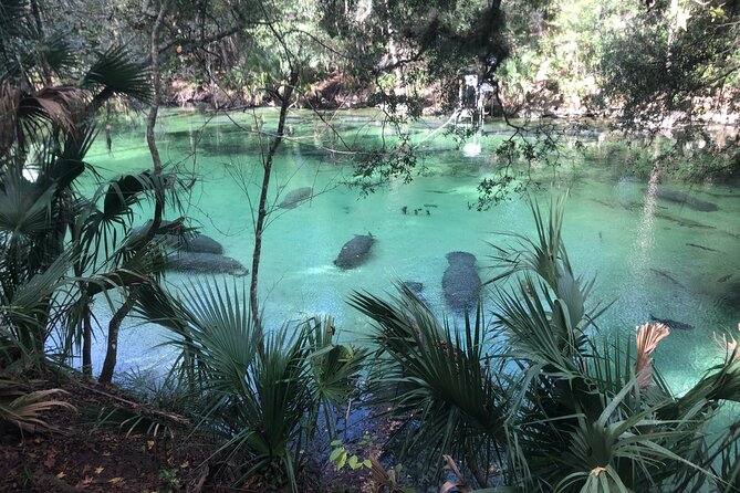 Small Group Manatee Discovery Kayak Tour near Orlando - Key points to know before booking