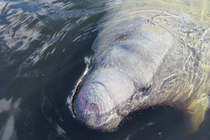 Small Group Manatee Discovery Kayak Tour near Orlando - Why Blue Spring works so well for a kayak tour