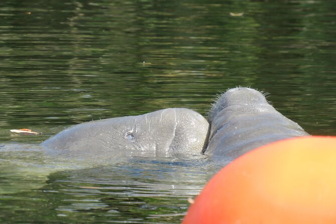 Small Group Manatee Discovery Kayak Tour near Orlando - The good and the less convenient parts