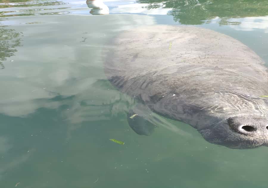 Small Group Silver Springs State Park Day Tour from Orlando - Why Silver Springs makes a good break from Orlando