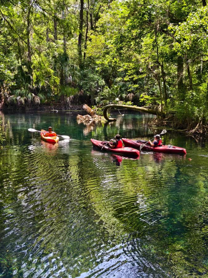 Small Group Silver Springs State Park Day Tour from Orlando - The Orlando pickup requires careful planning
