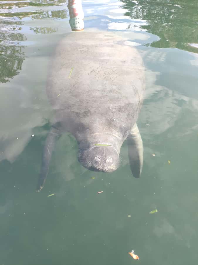 Small Group Silver Springs State Park Day Tour from Orlando - Practical choices before you book