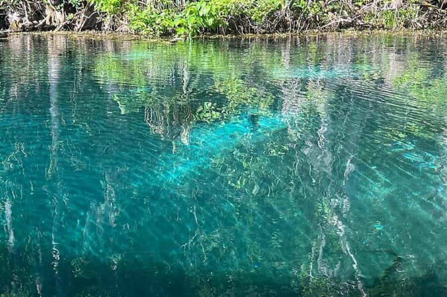 Small Group Silver Springs State Park Day Tour from Orlando - Should you book the Silver Springs day trip?