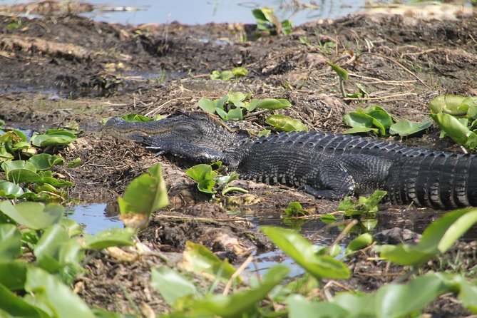VIP Private Airboat Tour near Orlando - Gator Oasis: a closer look at Florida reptiles