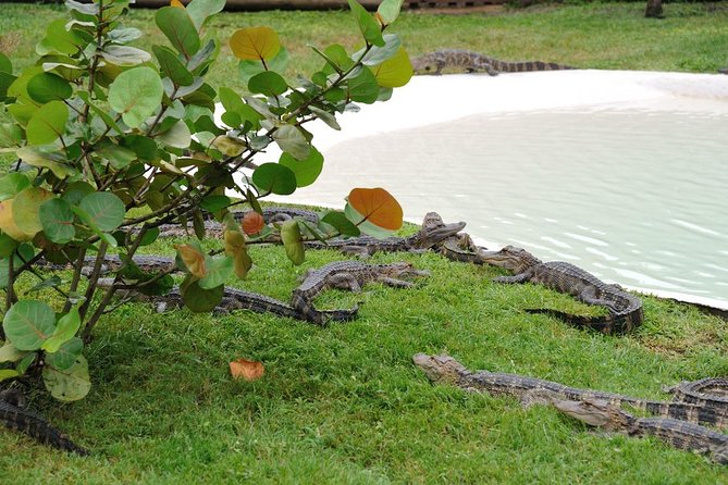VIP Private Airboat Tour near Orlando - Who will enjoy this most?