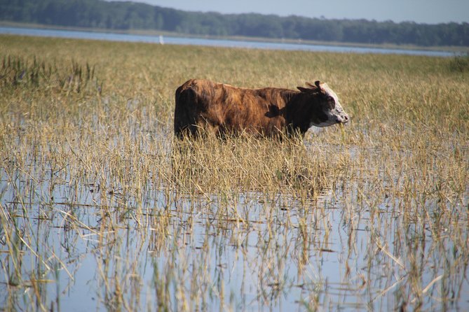 VIP Private Airboat Tour near Orlando - The sound, speed, and comfort of an airboat