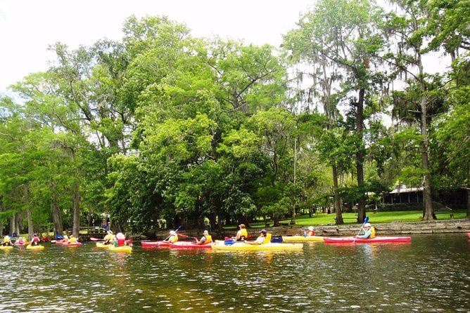 Wekiva River Guided Kayak Tour - Wildlife watching from a quiet seat