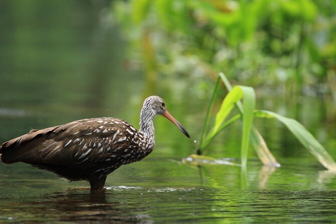 Wekiva Wildlife Kayaking Adventure Tour - Is $55 a fair price?