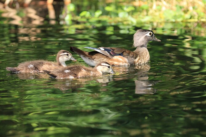 Wekiva Wildlife Kayaking Adventure Tour - Timing, cancellation, and practical planning