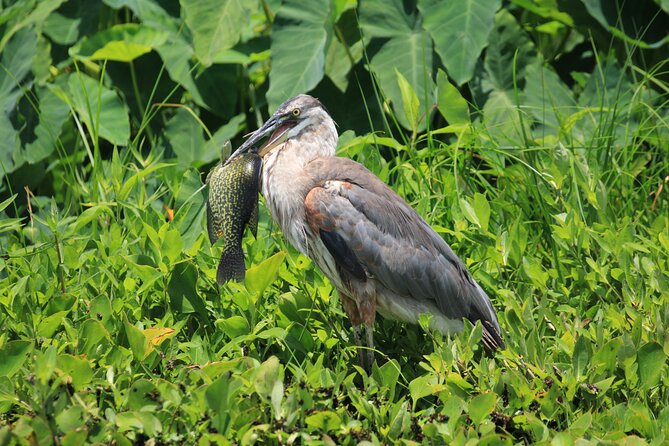 Wekiva Wildlife Kayaking Adventure Tour - Wildlife to watch for on the way upstream