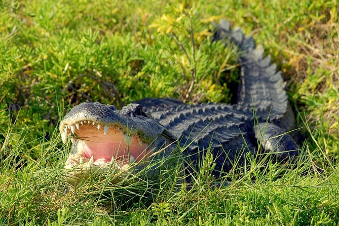 Wild Florida Adventure Package Tour with Hotel Pickup & Lunch - From Orlando to Wild Florida in about 45 minutes