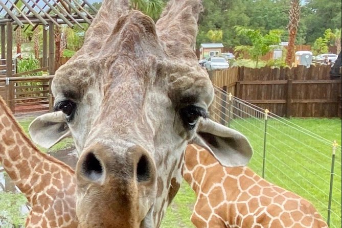 Wild Florida Drive-Thru Safari and Gator Park Admission - The animals you may see from the road