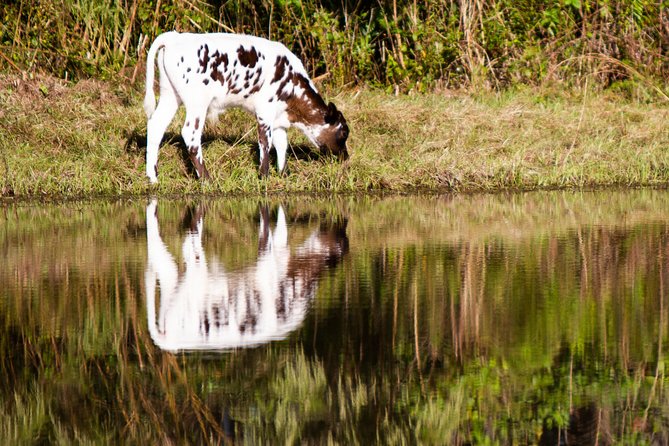 Wild Florida Drive-Thru Safari and Gator Park Admission - What Gator Park adds to the day