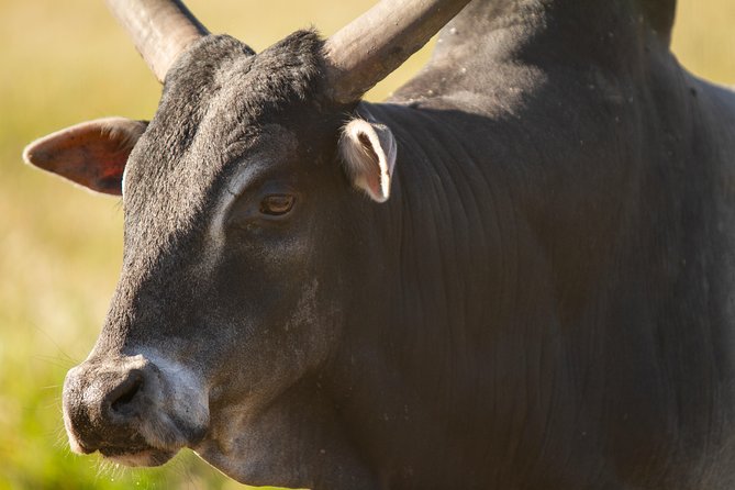 Wild Florida Drive-Thru Safari and Gator Park Admission - Is $35 a good value?