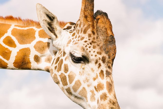 Wild Florida Drive-Thru Safari and Gator Park Admission - Tips for a smoother visit