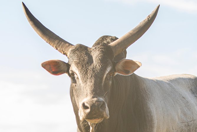 Wild Florida Drive-Thru Safari and Gator Park Admission - Who will enjoy Wild Florida most?